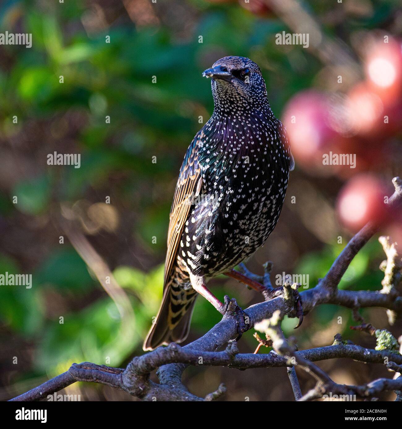 Adulto Starling in colori invernali si appollaia in una struttura ad albero Crab-Apple in cerca di cibo in un giardino in Alsager Cheshire England Regno Unito Regno Unito Foto Stock