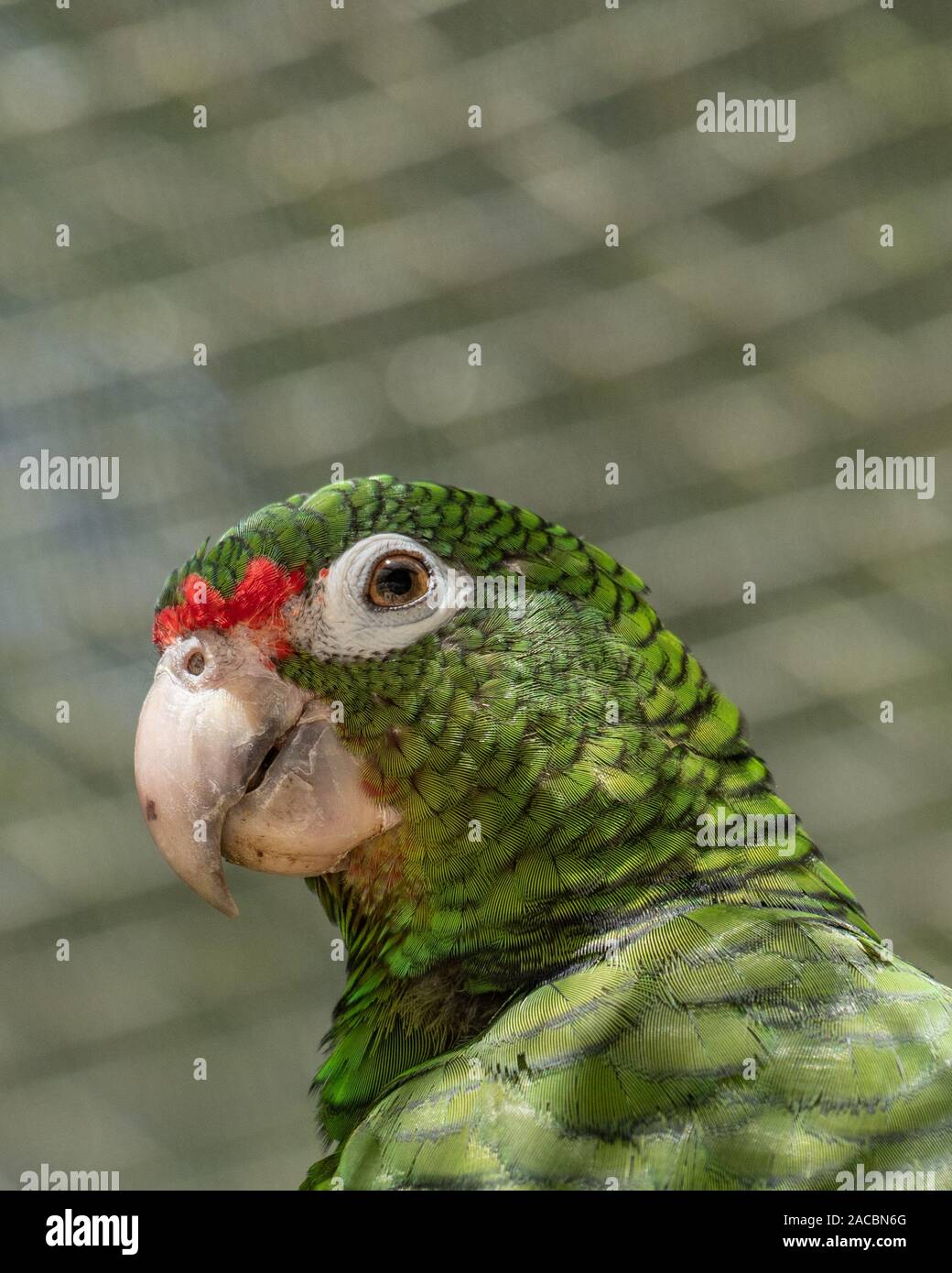 Il Puerto Rican pappagallo (Amazona vittata), una specie gravemente minacciate specie di uccelli, a conservazione facilità di allevamento, El Yunque National Forest, Puerto Rico Foto Stock