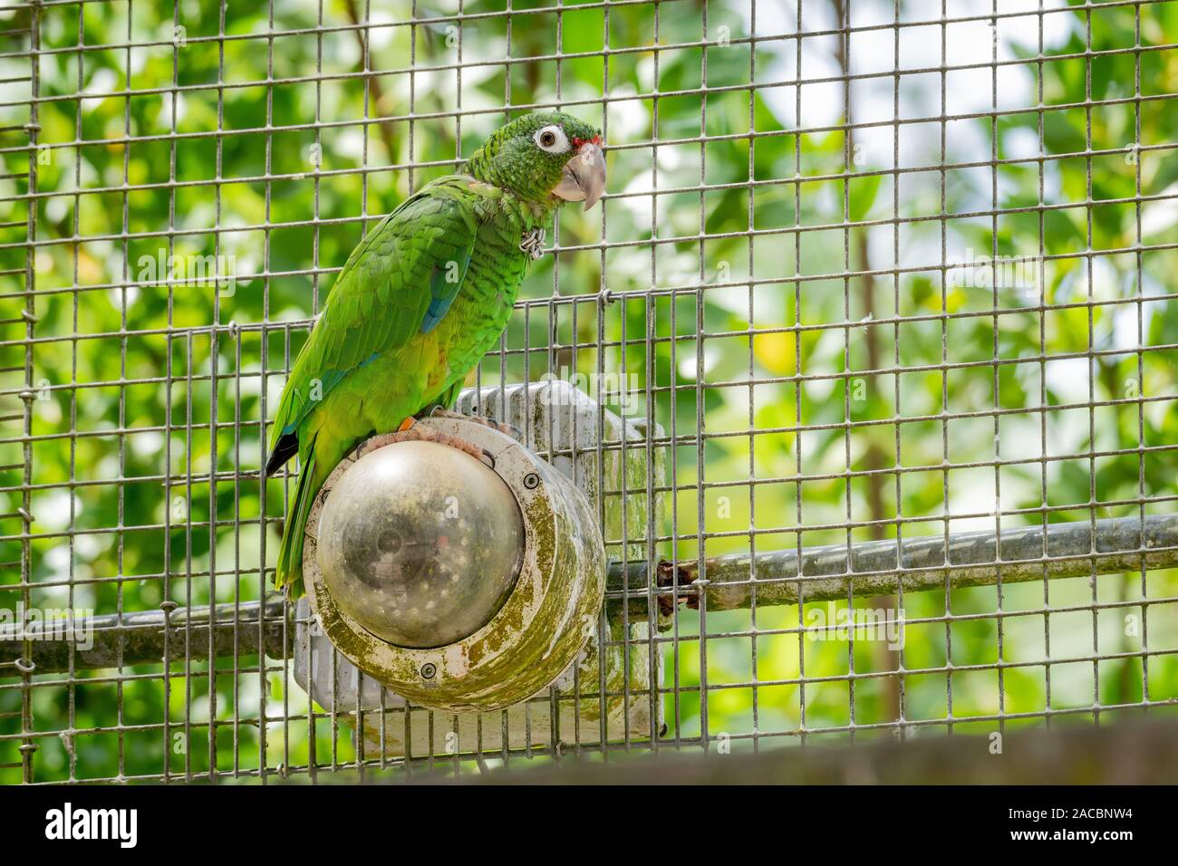 Il Puerto Rican pappagallo (Amazona vittata) arroccato su una telecamera di sicurezza ad una conservazione facilità di allevamento, El Yunque National Forest, Puerto Rico. Foto Stock