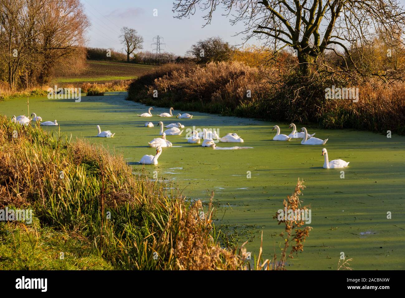 Cigni, Cygnus olor, sulle alghe verdi coperti Grantham a Nottingham Canal, vicino a Woolsthorpe, Grantham, Lincolnshire, Inghilterra Foto Stock