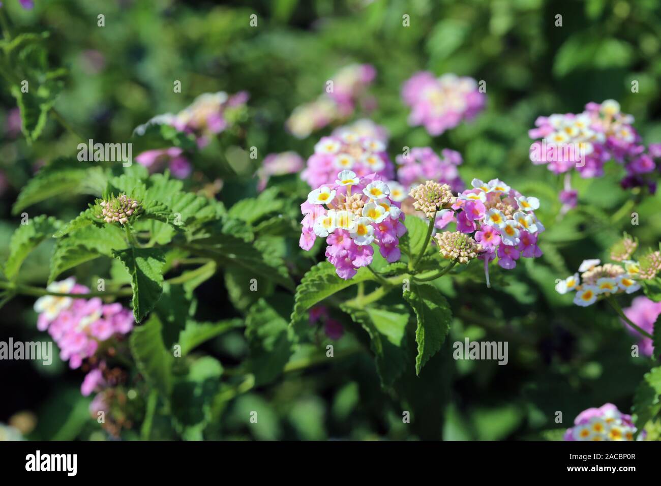 Colorate camaras lantana (comune lantane) in un primo piano. Bella ancora problematico fiori che tendono ad acquisizione di altre piante. Foto Stock