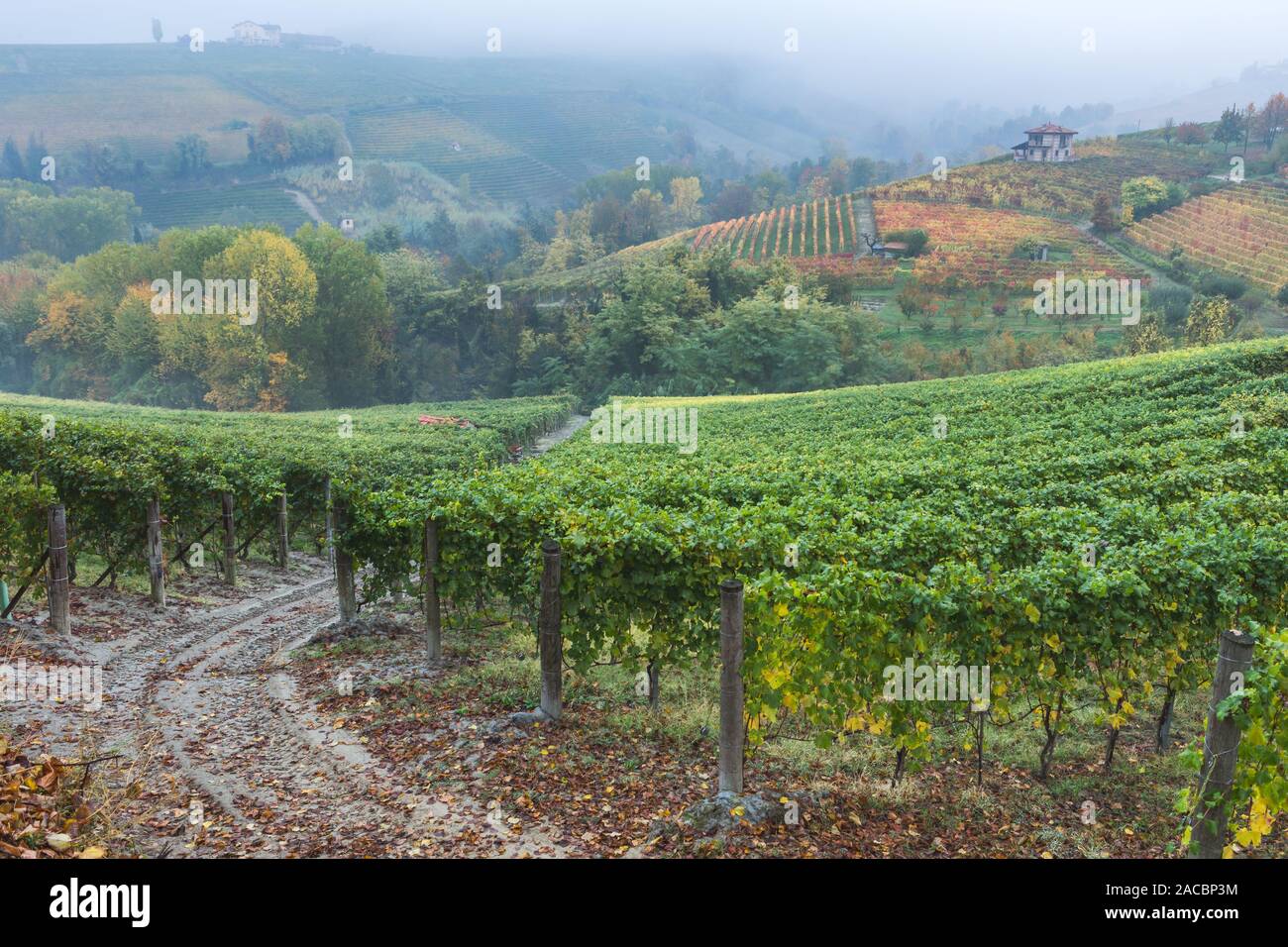 La mattina presto nei vitigni Nebbiolo di Barolo, Piemonte, Italia Foto Stock