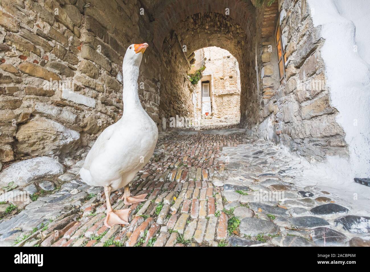 Bussana vecchia di Sanremo, Imperia district, Liguria, Italia, Europa Foto Stock