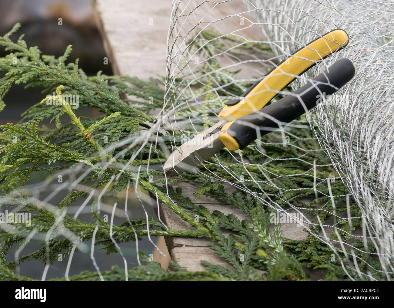 Naturale decorazioni di Natale Foto Stock
