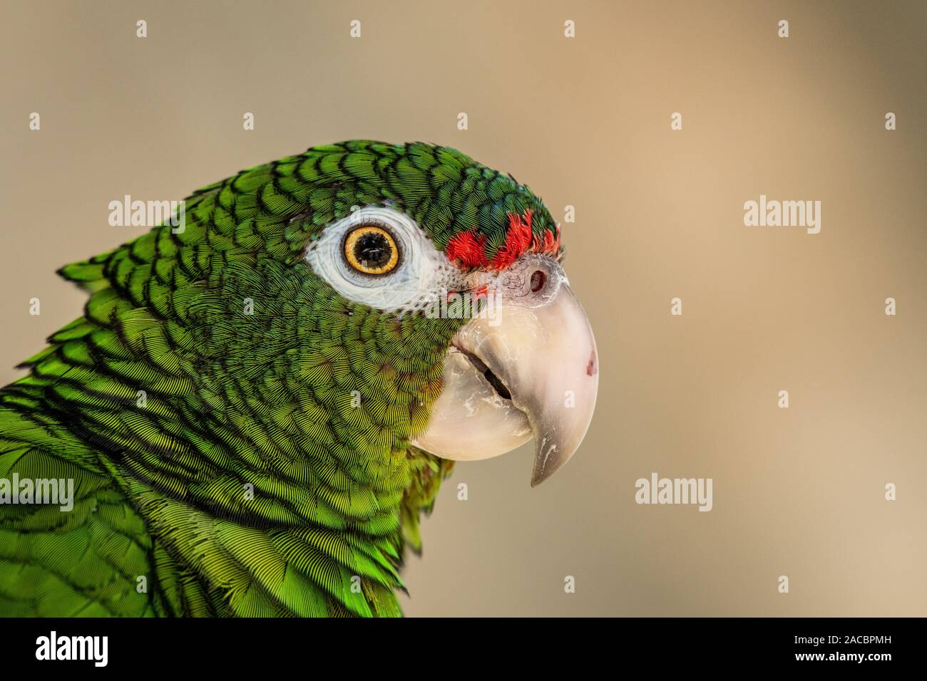 Il Puerto Rican pappagallo (Amazona vittata), una specie gravemente minacciate specie di uccelli, a conservazione facilità di allevamento, El Yunque National Forest, Puerto Rico Foto Stock