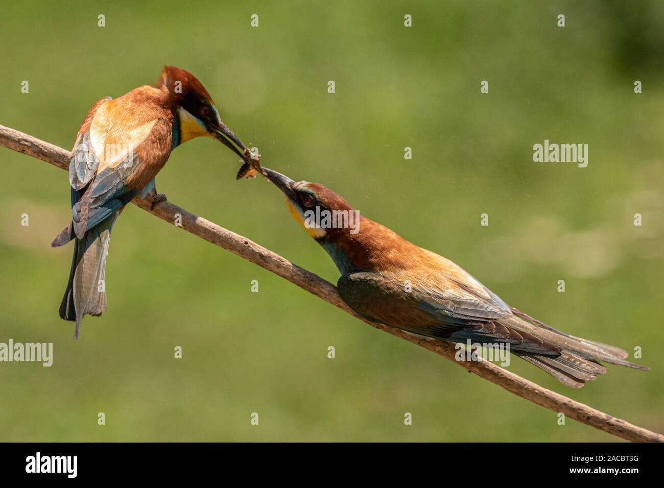 Due comunità gruccione, Merops apiaster, seduto su un bastone, uno fornendo un insetto agli altri, nella bella calda luce del mattino, Csongrad Affitto, Ungheria Foto Stock