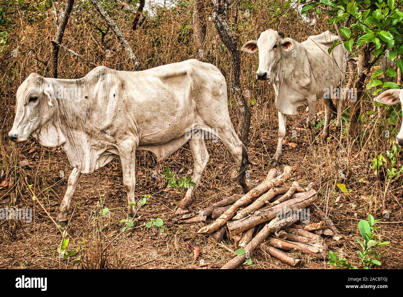 Bestiame ad Abuja, in Nigeria Foto Stock