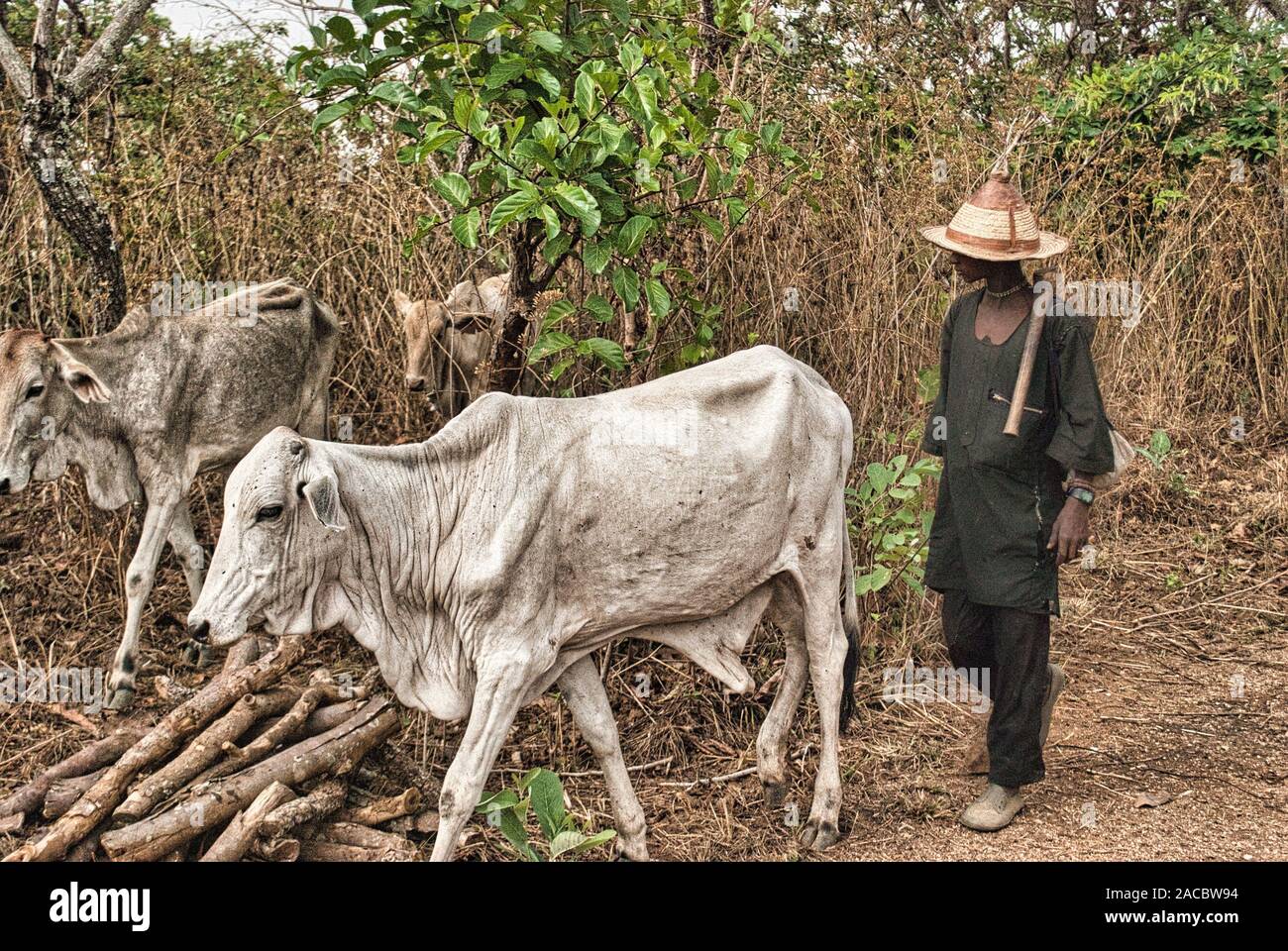 Un fulani herder con il suo bestiame ad Abuja, in Nigeria Foto Stock