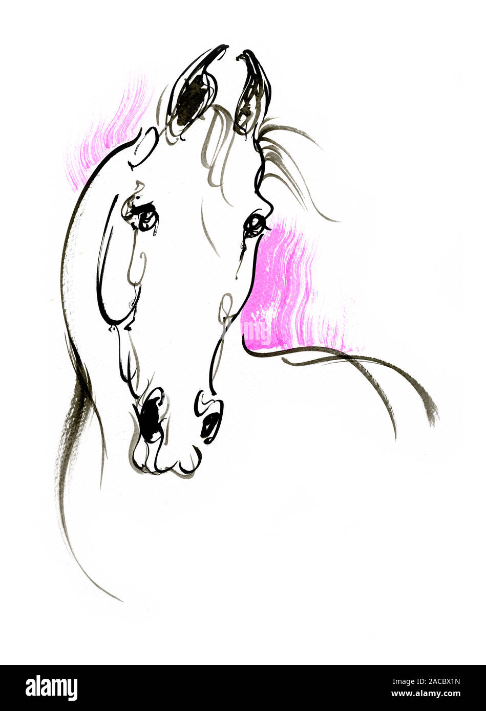 Marwari horse Foto Stock
