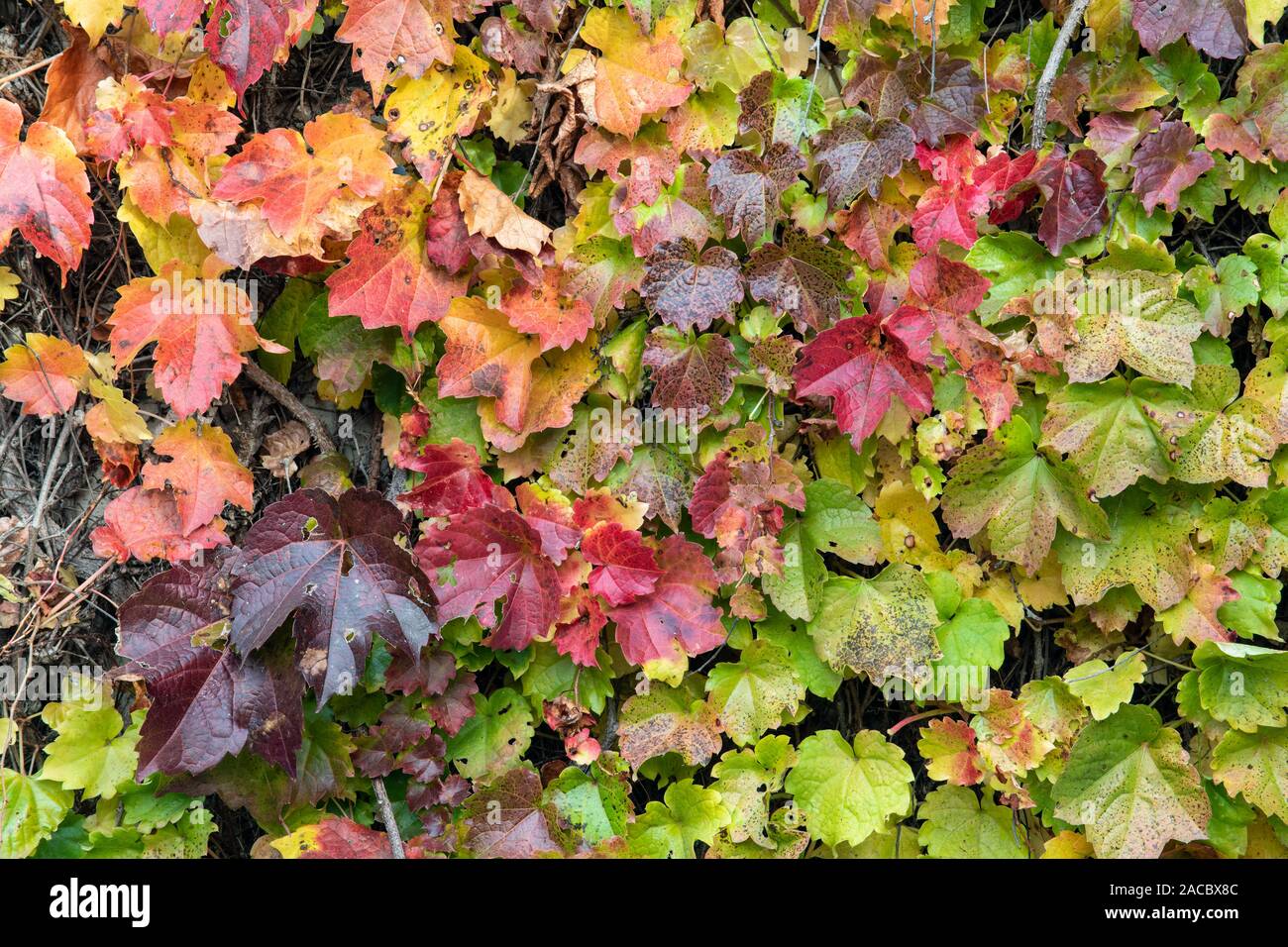 Vigne, fine estate, inizio autunno, cultivar di uve di vitigni nazionali, da Dominique Braud/Dembinsky Foto Assoc Foto Stock