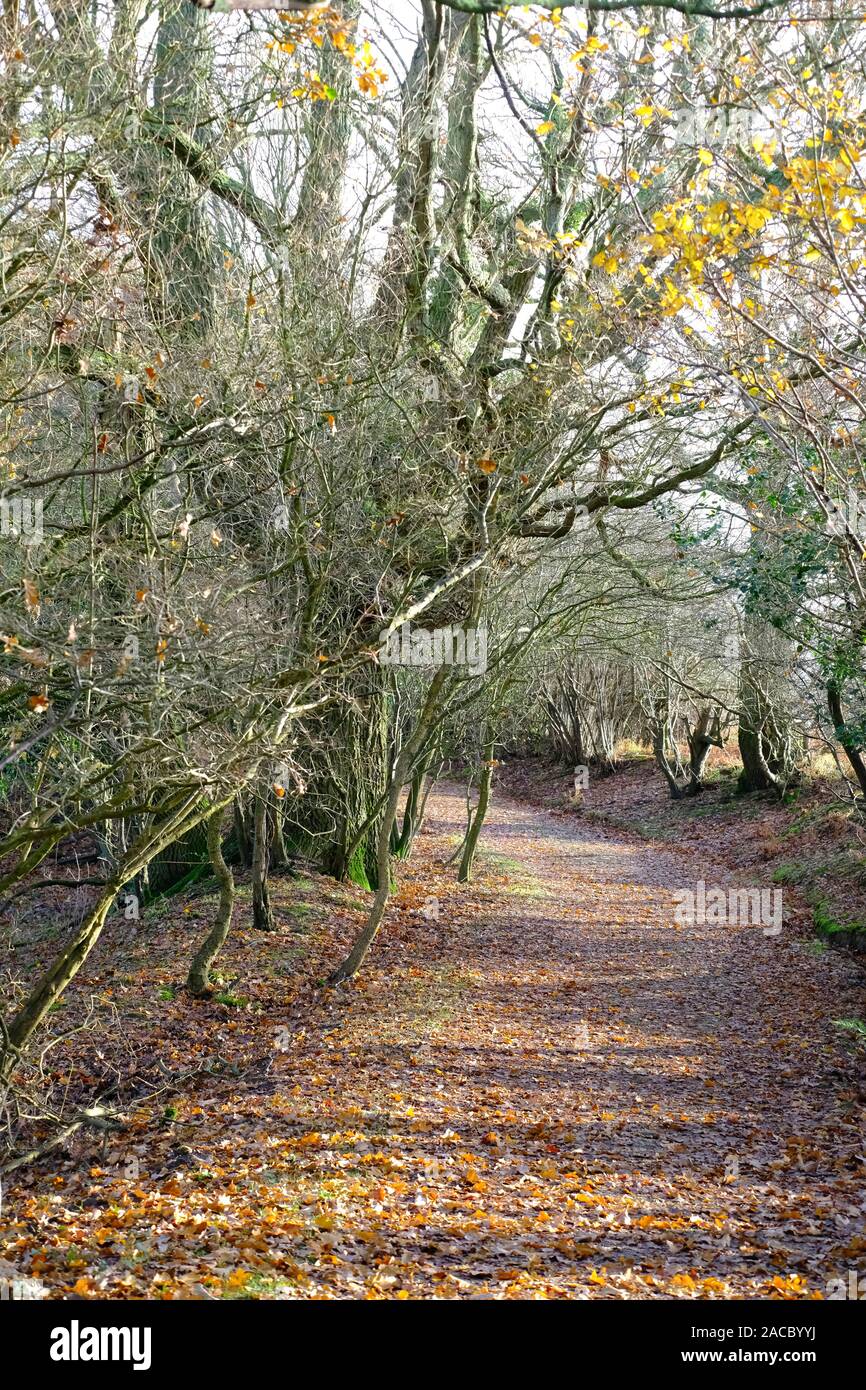 Percorso attraverso il bosco inglese nella stagione autunnale Foto Stock