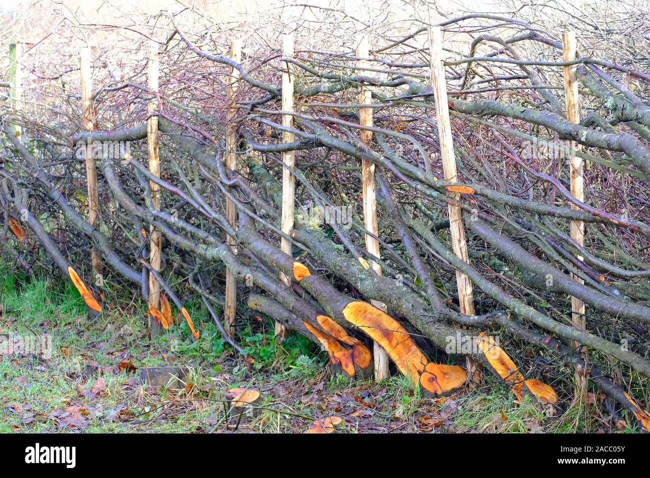 Inglese tradizionale con Hedge Posa in autunno Foto Stock