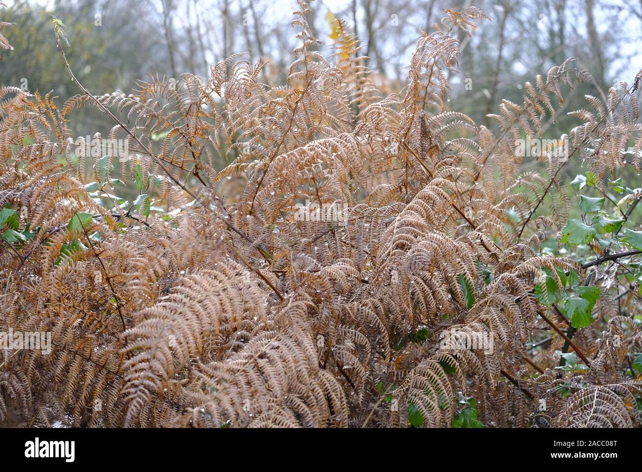 La mattina presto gocce di rugiada su oro pallido Bracken (Pteridium) nella stagione autunnale Foto Stock