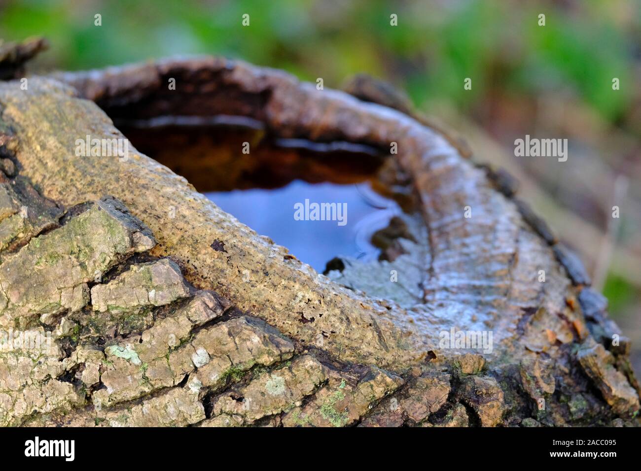 Acqua di pioggia formando una piccola piscina nel lato della struttura ad albero Foto Stock