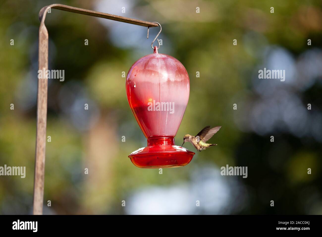 Un colibrì alimentando ad un alimentatore di rosso. Catturate in volo a un alimentatore. Foto Stock