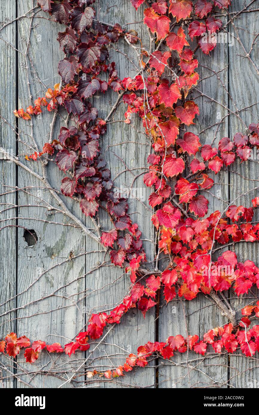 Vitigni rossi crescente sul recinto, Autunno, E STATI UNITI D'AMERICA, di Dominique Braud/Dembinsky Foto Assoc Foto Stock