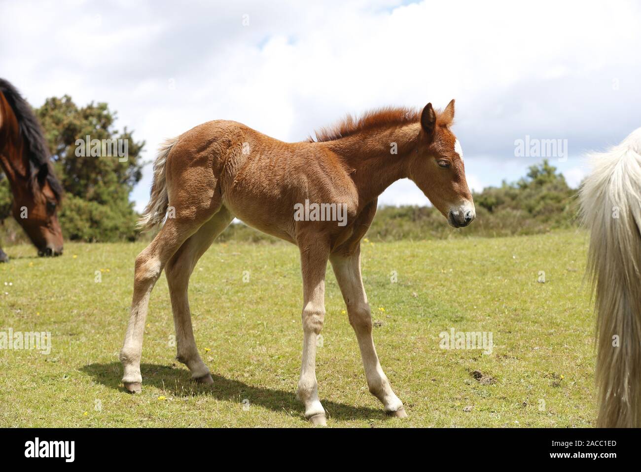 New Forest pony puledro godendo il sole Foto Stock