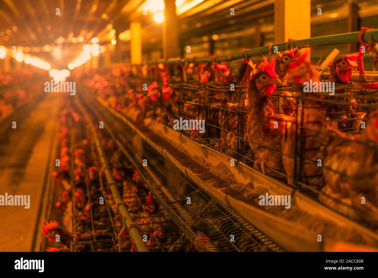 Fattoria di pollo. Uovo di pollo di posa in gabbie di batteria. Galline commerciali di allevamento del pollame. Galline ovaiole allevamento di bestiame. Intensivo di allevamento del pollame in stretta Foto Stock