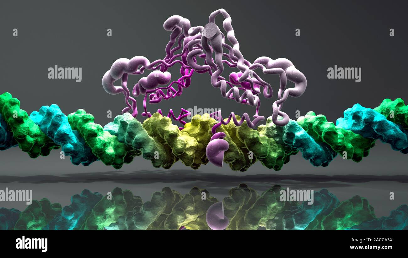 Il fattore di trascrizione e molecole di DNA. Il modello molecolare che mostra la struttura secondaria (eliche) del fattore di trascrizione Brachyury (viola) Bindi Foto Stock