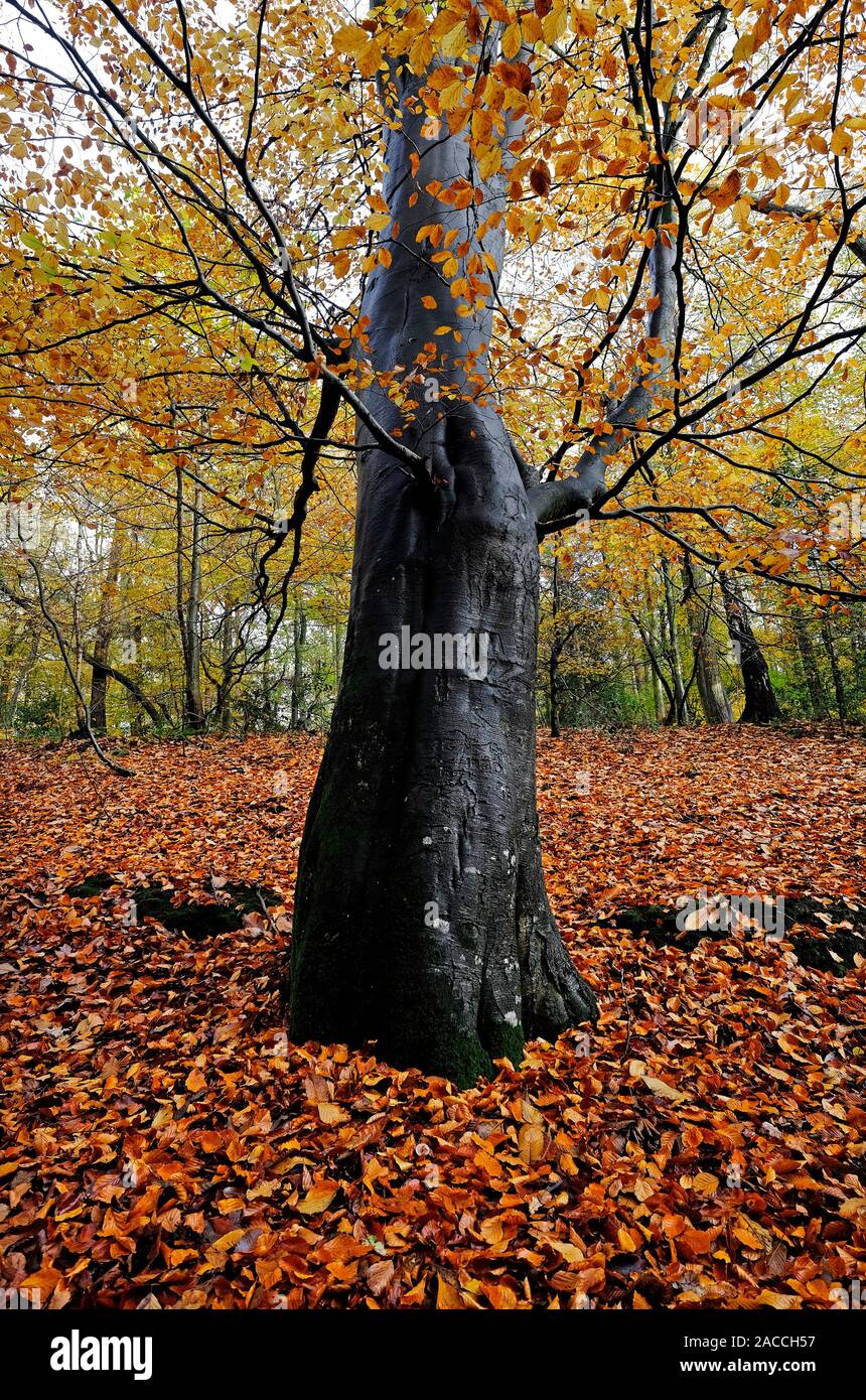 Autunnale di faggio nel bosco impostazione, North Norfolk, Inghilterra Foto Stock