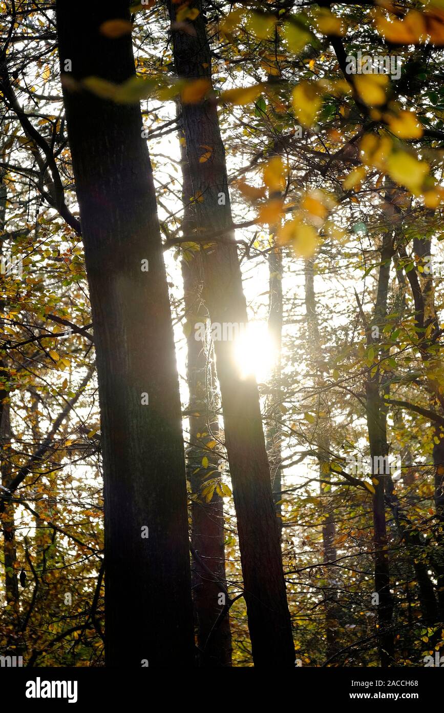Sunburst attraverso il bosco in autunno, Norfolk, Inghilterra Foto Stock