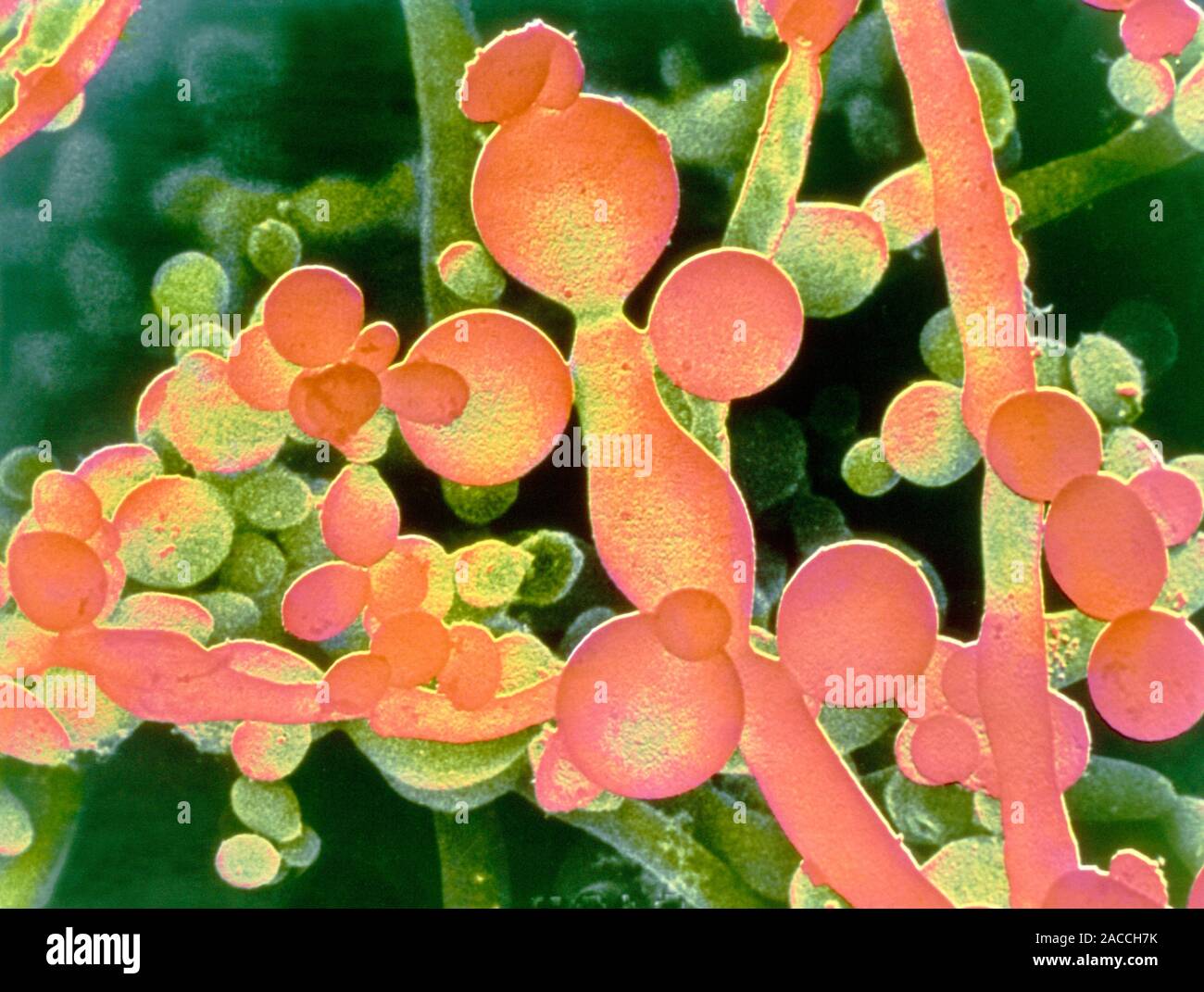 Candida albicans. Color scanning electron microfotografia (SEM) del fungo Candida albicans, la causa dell uomo tordo. Gruppi di lievito arrotondata- come spo Foto Stock