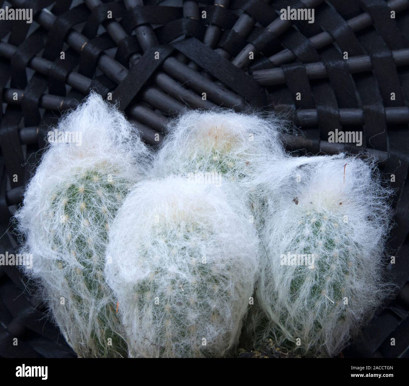 Quattro giovani snow cactus che cresce in un vaso contro il coperchio di vimini Foto Stock