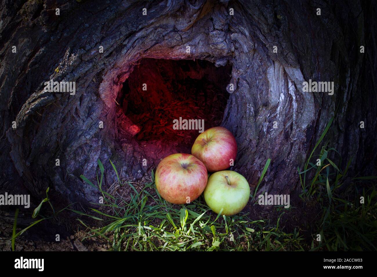 Tre mele mature giacente in una cava scura di un grosso tronco di albero con misteriosa luce Foto Stock