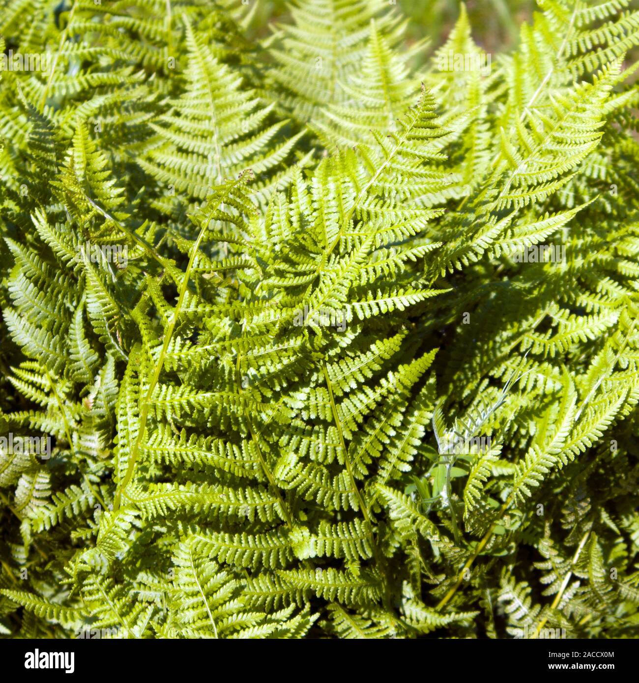 Densi canneti di agrifoglio VERDE FELCE, grande felce lussureggiante bush closeup Foto Stock
