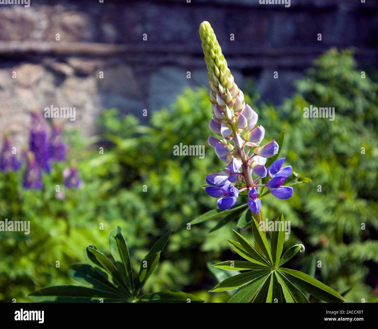 Singola infiorescenza di crescente violetta fiore di lupino contro la vegetazione verde nel giardino della città Foto Stock