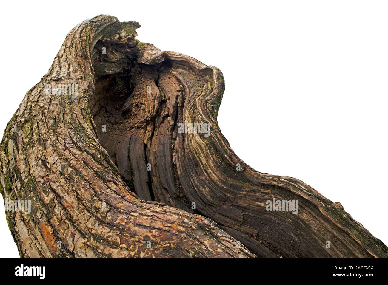 Il pittoresco scanalato sovradimensionate incrinato il tronco di un vecchio albero caduto isolato su bianco Foto Stock