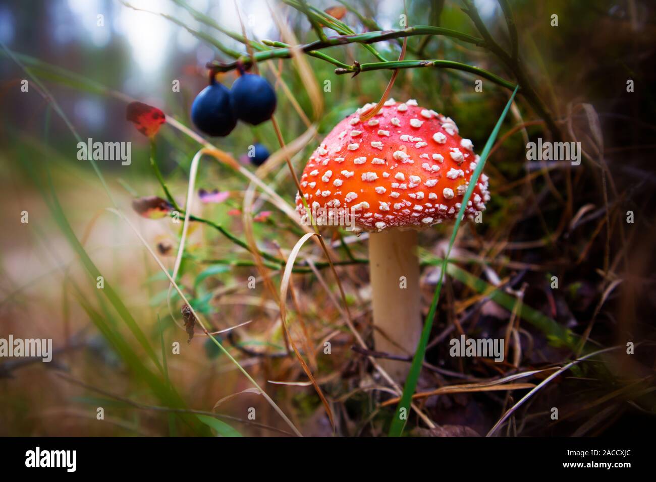 Rosso con macchie bianche di funghi velenosi amanita muscaria crescente in erba leggermente su sfondo sfocato Foto Stock