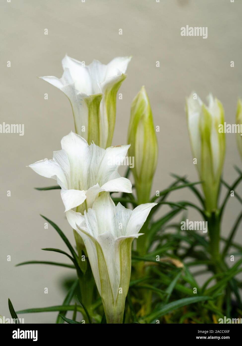 Bianco,a forma di tromba dei fiori di autunno fioriture alpine impianto farden, Gentiana sino-ornata 'Serenity' Foto Stock