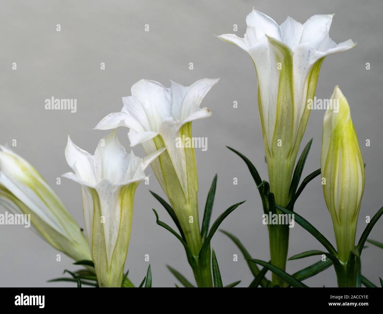 Bianco,a forma di tromba dei fiori di autunno fioriture alpine impianto farden, Gentiana sino-ornata 'Serenity' Foto Stock