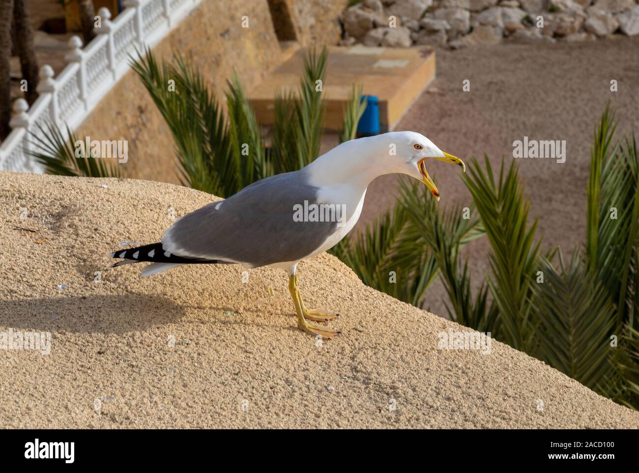Un rumoroso seagull Foto Stock
