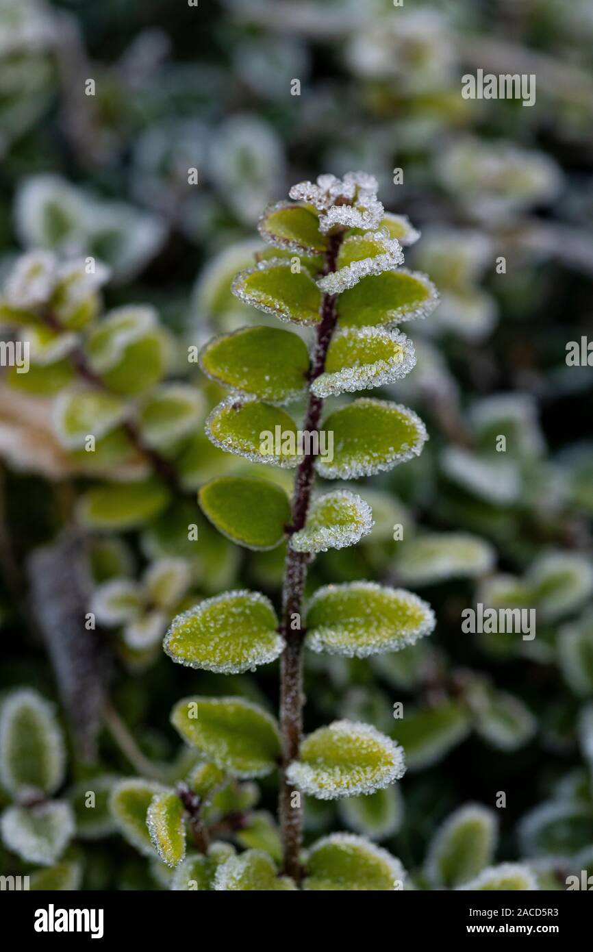 Close up coperto di brina ligustro foglie. Foto Stock