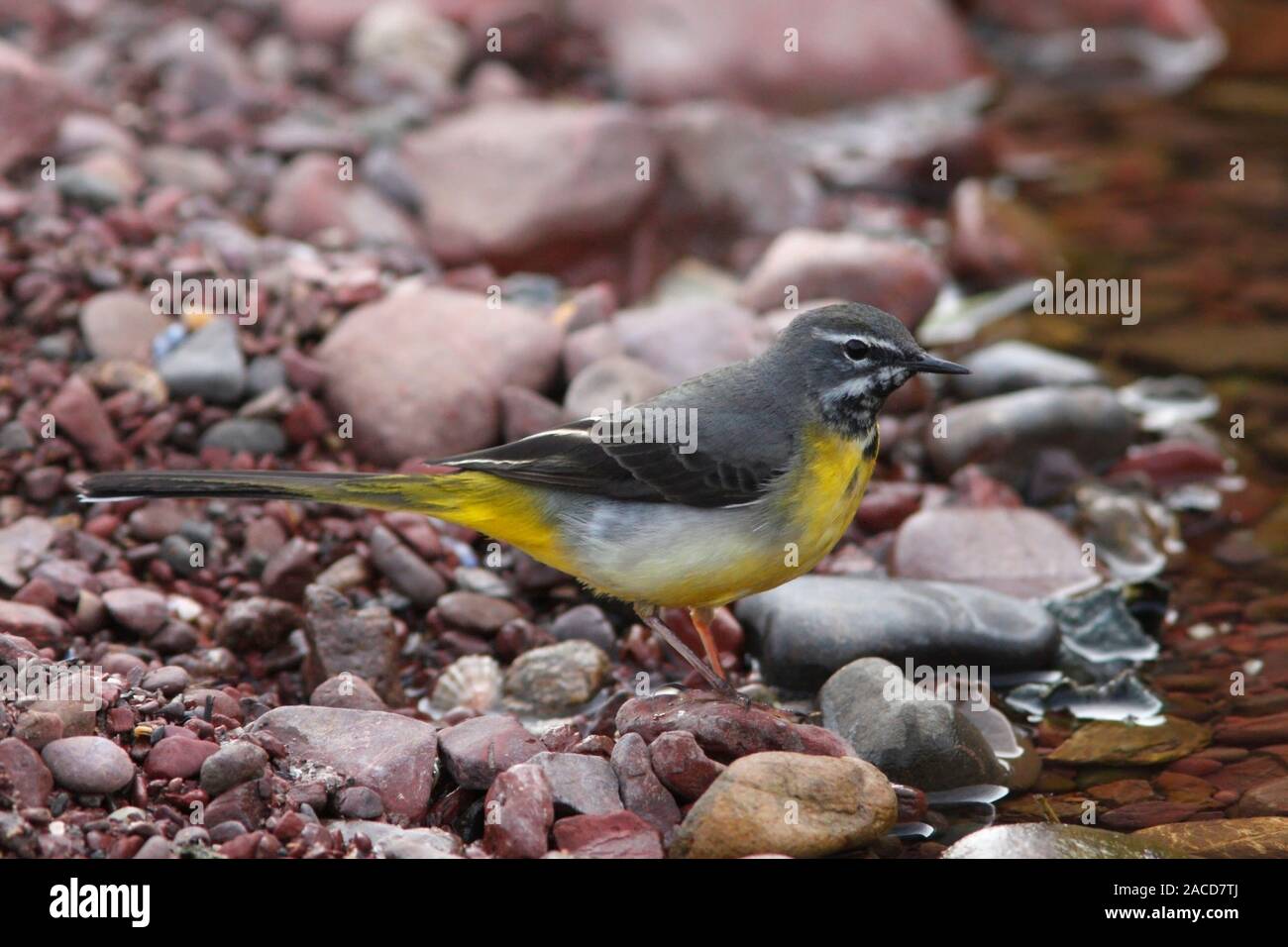 WAGTAIL GRIGIO (Motacilla cinerea) uccello maschio rovistando in corrispondenza del bordo di un torrente, Scotland, Regno Unito. Foto Stock