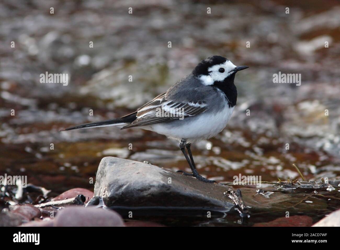 PIED WAGTAIL. Foto Stock
