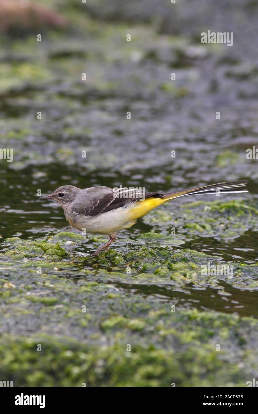 WAGTAIL GRIGIO (Motacilla cinerea) giovani bird rovistando tra le alghe verdi, Scotland, Regno Unito. Foto Stock