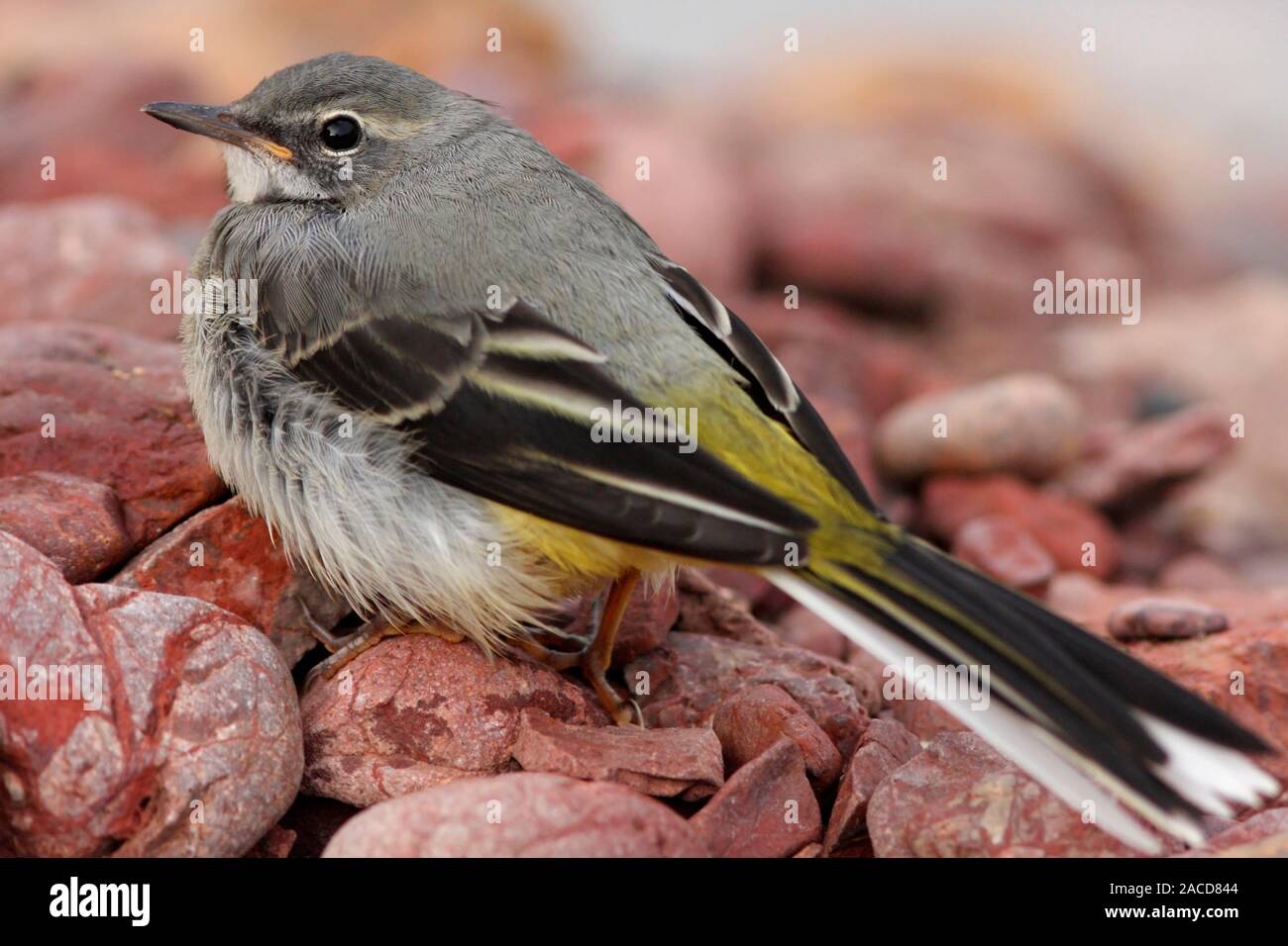 WAGTAIL GRIGIO (Motacilla cinerea) uccellino, Scotland, Regno Unito. Foto Stock