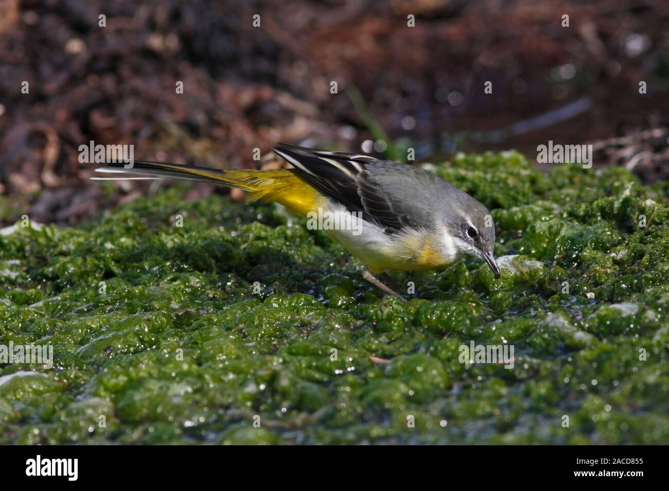 GRAY WAGTAIL, UK. Foto Stock