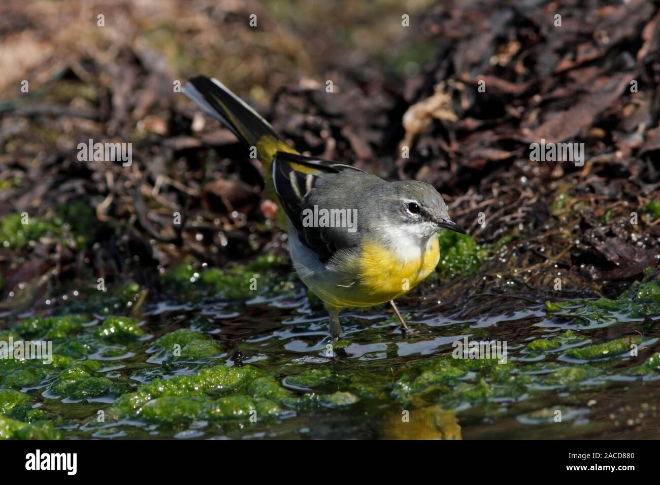 WAGTAIL GRIGIO (Motacilla cinerea) rovistando tra le alghe verdi, Scotland, Regno Unito. Foto Stock