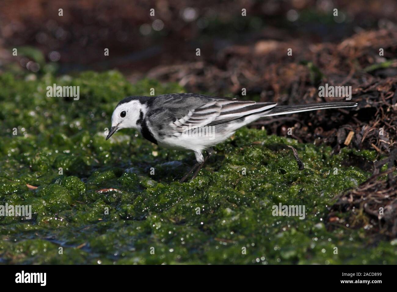 PIED WAGTAIL, Scotland, Regno Unito. Foto Stock