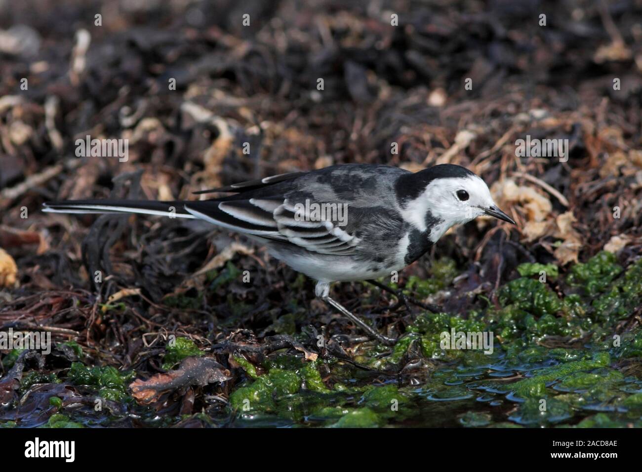 PIED WAGTAIL, UK. Foto Stock