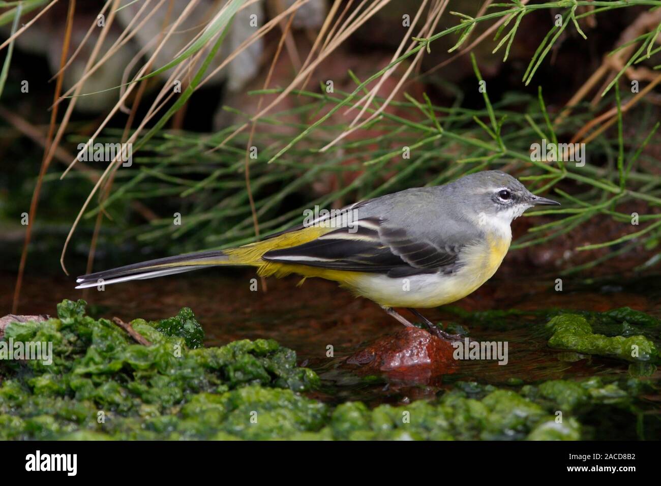 GRAY WAGTAIL, UK. Foto Stock