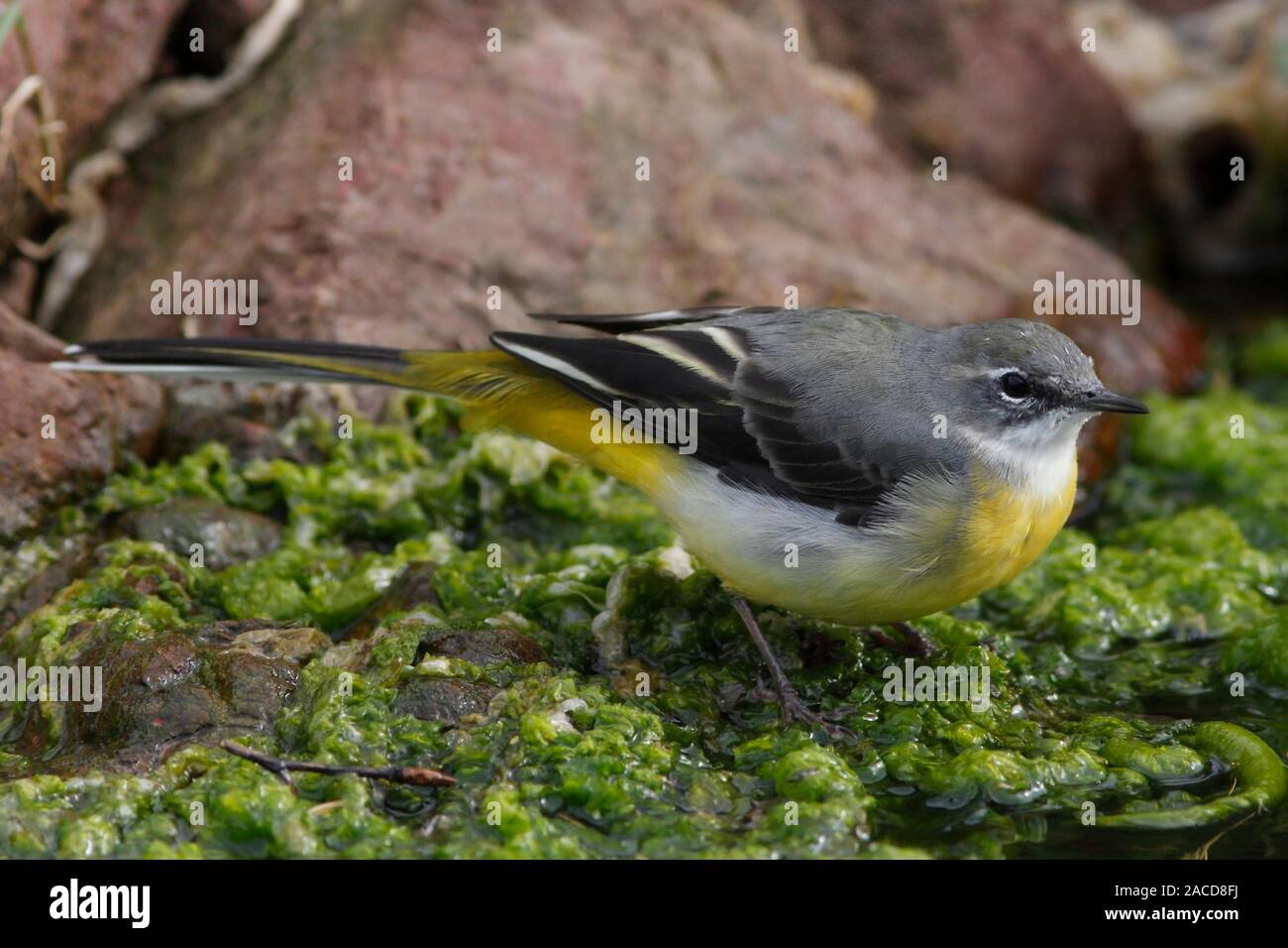 GRAY WAGTAIL, UK. Foto Stock