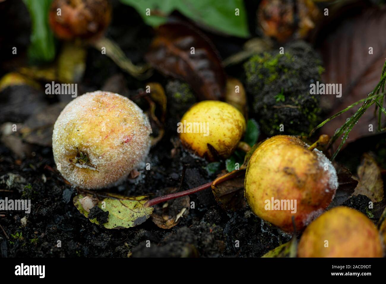 Mini Windfallen nenti la partecipazione mele, marciume sul terreno ghiacciato. Foto Stock