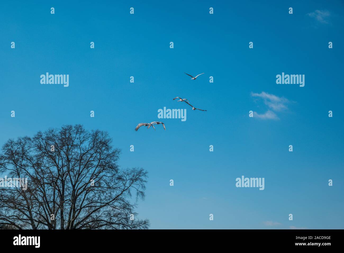 Varie la migrazione gru sandhill volare sopra il rifugio nel Tennessee in inverno su un luminoso pomeriggio di sole spazio copia e lo sfondo Foto Stock