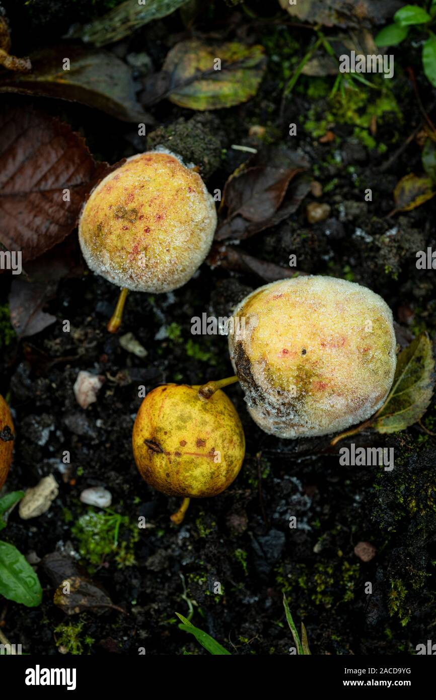 Mini Windfallen nenti la partecipazione mele, marciume sul terreno ghiacciato. Foto Stock