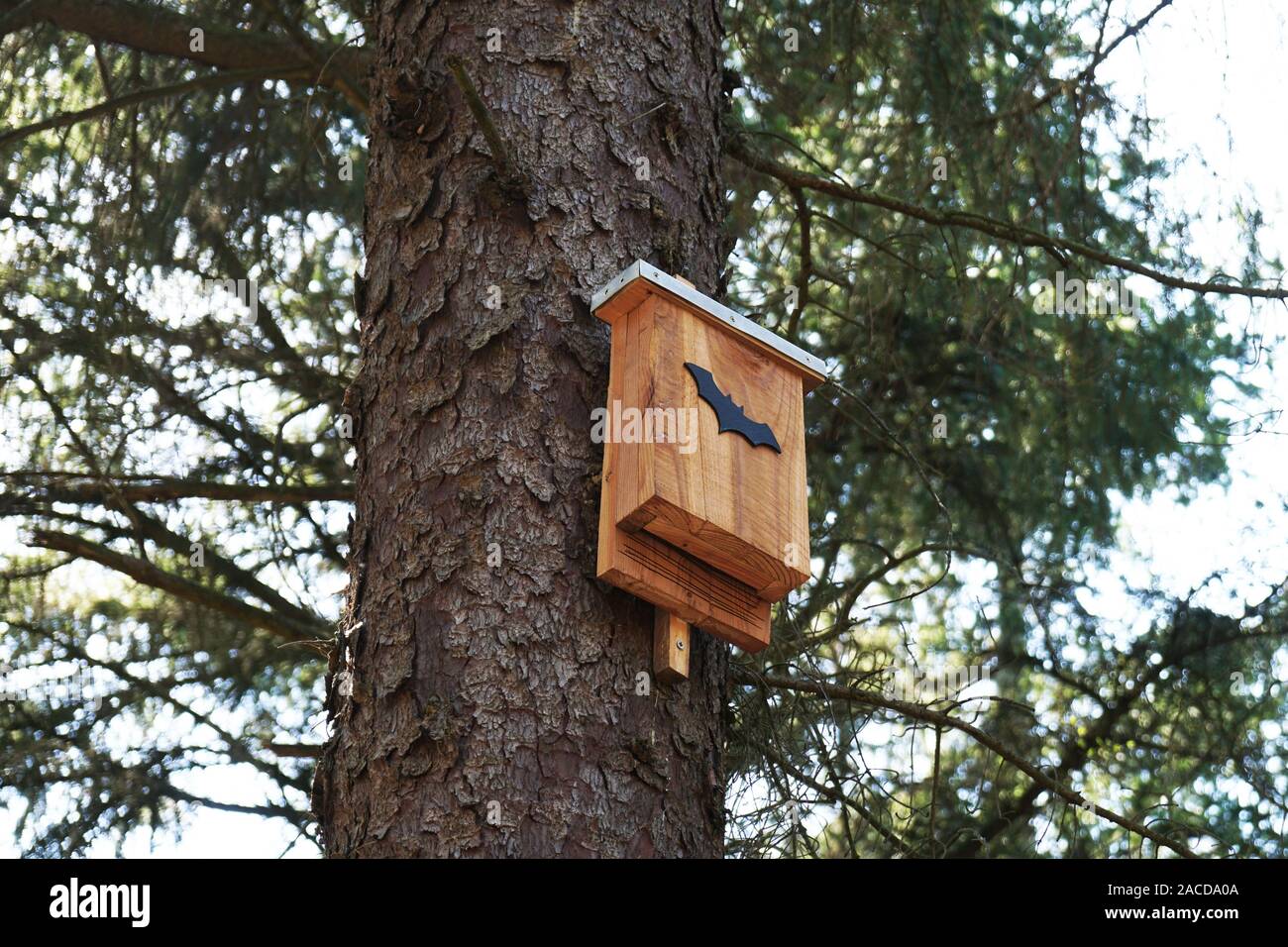 Bat box in tree - Conservazione della fauna selvatica nella Riserva naturale bosco Foto Stock